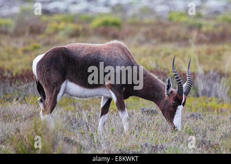 Bontebok (Damaliscus pygargus) nel Parco Nazionale di Table Mountain sulla Penisola del Capo, in Sud Africa. Foto Stock