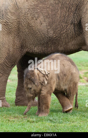 Asian, o indiani, gli elefanti (Elephas maximus). Venti giorni di vitello vecchia in piedi accanto a madre Azizah. Baby graffiare la zampa posteriore. Foto Stock