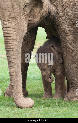 Asian, o indiani, gli elefanti (Elephas maximus). Latte di mucca e di tre settimane di età il polpaccio. Whipsnade Zoo. ZSL. Bedfordshire. Regno Unito. Foto Stock