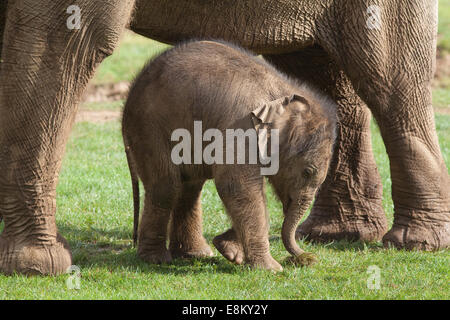 Asian, o indiani, gli elefanti (Elephas maximus). Venti giorni di vitello vecchia al fianco di madre Azizah. Whipsnade Zoo. ZSL. Bedfordshire. Foto Stock