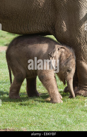 Asian, o indiani, gli elefanti (Elephas maximus). Venti giorni di vitello vecchia al fianco di madre Azizah. Whipsnade Zoo. ZSL. Bedfordshire. Foto Stock