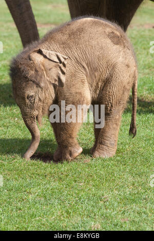 Asian, o indiani, gli elefanti (Elephas maximus). Venti giorni di vitello vecchia al fianco di madre Azizah. Whipsnade Zoo. ZSL. Bedfordshire. Foto Stock