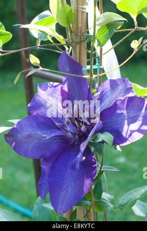 Sole blu porpora climbing Clematis fiore con fogliame Foto Stock