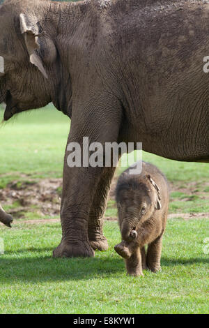 Asian, o indiani, gli elefanti (Elephas maximus). Venti giorni di vitello vecchia al fianco di madre Azizah. Whipsnade Zoo. ZSL. Foto Stock