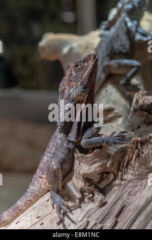 Pogona vitticeps, Bartagame, Centrale Drago barbuto, Foto Stock