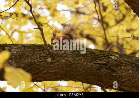 Lo scoiattolo sul ramo di albero in autunno, mangiare qualcosa Foto Stock