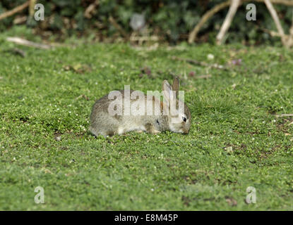 Coniglio - oryctolagus cuniculus Foto Stock