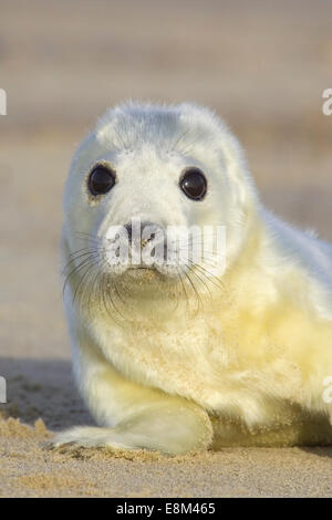 Guarnizione grigio Pup - Halichoerus grypus Foto Stock