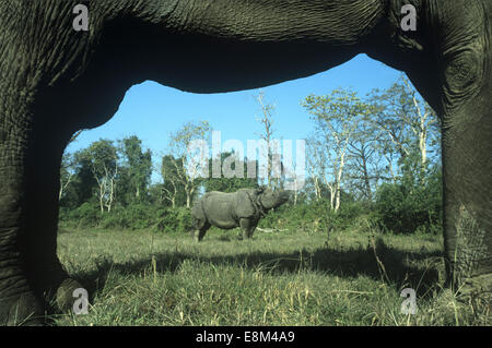 Indian Rhino - Rhinoceros unicornis Foto Stock