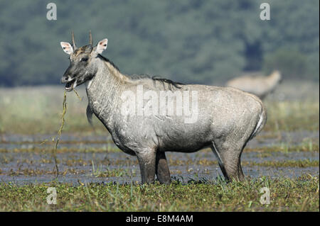 Nilgai - Boselaphus tragocamelus Foto Stock