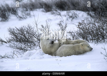 Orso polare - Ursus maritimus Foto Stock