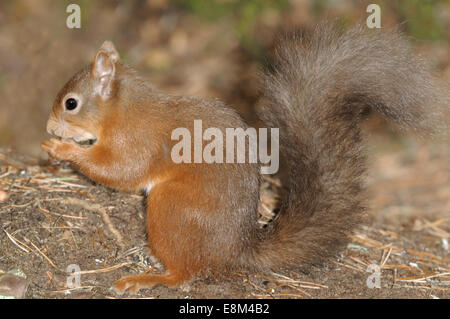 Red Squirrel - Sciurus vulgaris Foto Stock