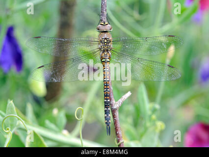 Una donna migrante Hawker dragonfly (Aeshna mixta) . Bedgebury Forest, Kent, Regno Unito. Foto Stock