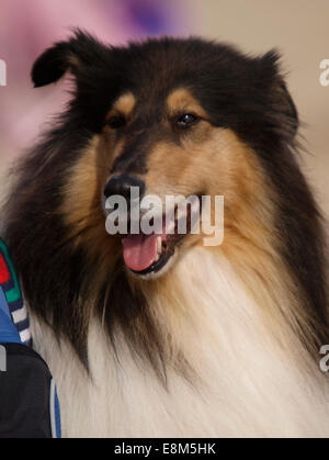 Shetland Sheepdog ritratto, REGNO UNITO Foto Stock