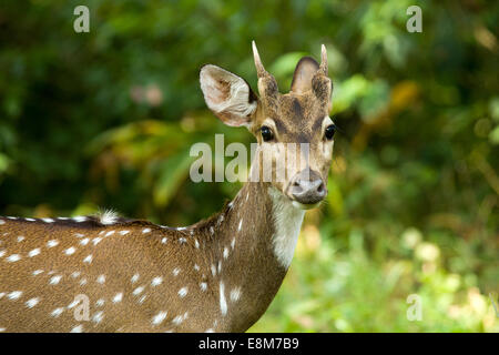 Primo piano di un sguardo cervo maschio Foto Stock