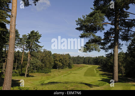 Vista attraverso gli alberi di pino al diciassettesimo verde e fairway sul percorso rosso Il Berkshire Golf Club Ascot Berkshire Inghilterra Foto Stock