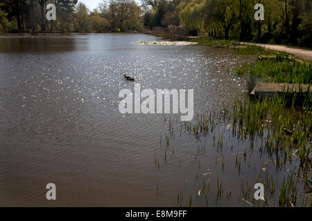 Comune di southampton hampshire Inghilterra Foto Stock