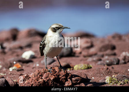 Le Galapagos Mockingbird Mimus parvulus personatus Rabida Island Isole Galapagos Ecuador Foto Stock