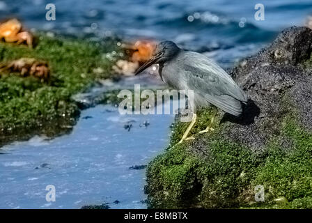 Airone di lava Butorides sundevalli James Bay isola di Santiago Isole Galapagos Ecuador Foto Stock