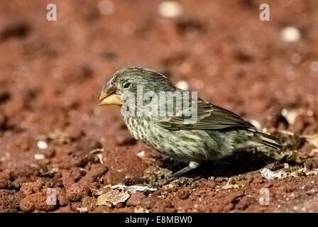 Terra di grandi dimensioni Finch Geospiza magnirostris Rabida femmina isola delle Isole Galapagos Ecuador Foto Stock