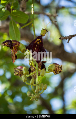 I fiori della pianta di salsicce Foto Stock