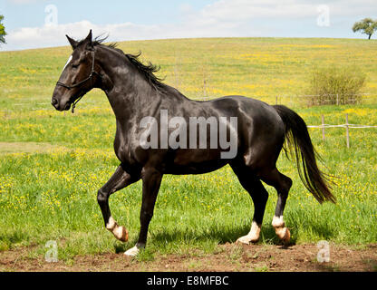 Black Horse Running free sul prato Foto Stock