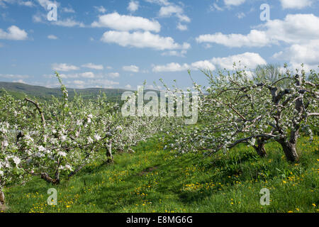Apple blossoms compaiono su alberi maturi in un frutteto commerciale nel New England. Foto Stock