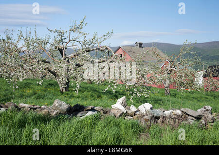 Apple blossoms compaiono su alberi maturi in un frutteto commerciale nel New England. Foto Stock