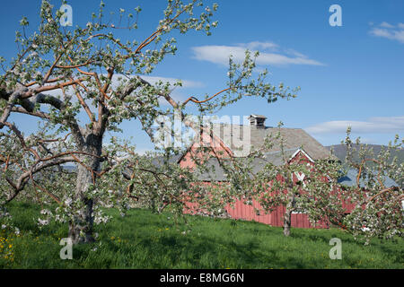 Apple blossoms compaiono su alberi maturi in un frutteto commerciale nel New England. Foto Stock