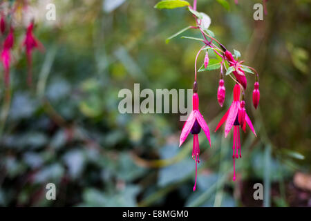 Fuchsia con copyspace Foto Stock