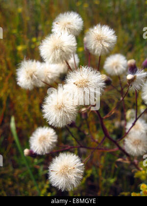 Cirsium arvense maturi e morbidi nel campo Foto Stock