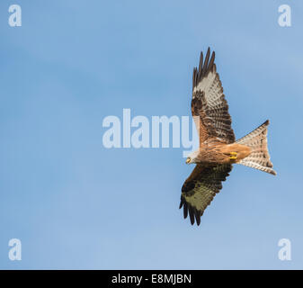 Red Kites elevarsi al di sopra di Gigrin Farm nel Galles Foto Stock