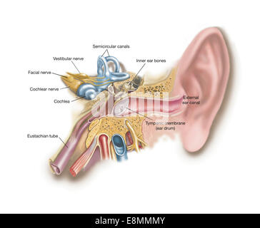 Anatomia di un orecchio umano. Foto Stock
