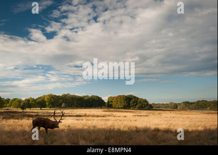 Richmond Park, London, Regno Unito. Undicesimo oct, 2014. Regno Unito il tempo è perfetto per solchi, muggito e a caccia di femmine. La routine annuale viene eseguito per un paio di settimane a partire dalla metà di settembre in ottobre. Credito: Andrew Walmsley/Alamy Live News Foto Stock