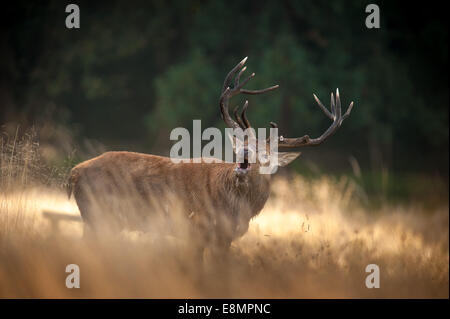 Richmond Park, London, Regno Unito. Undicesimo oct, 2014. Regno Unito il tempo è perfetto per solchi, muggito e a caccia di femmine. La routine annuale viene eseguito per un paio di settimane a partire dalla metà di settembre in ottobre. Credito: Andrew Walmsley/Alamy Live News Foto Stock