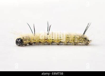 American pugnale Moth Caterpillar (Acronicta americana) su uno sfondo bianco Foto Stock