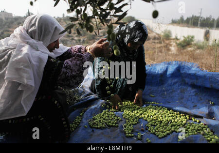 Hebron, West Bank, Territorio palestinese. Undicesimo oct, 2014. Di palestinese al-Sweity famiglia di raccolto ulivi vicino a dove Israele ha costruito la propria controversa barriera di separazione nel villaggio di Deir Samet vicino a Hebron in Cisgiordania occupata del 11 ottobre 2014. La famiglia Sweity è solo in grado di raccogliere da parte dei loro oliveto come accesso al resto viene tagliato dalla barriera di cemento che divide la sua famiglia della terra. Israele afferma che la proiezione di 723 chilometri (454 miglia) di acciaio e le pareti in calcestruzzo, recinzioni e filo spinato è necessaria per la sicurezza, mentre i palestinesi è vista come una terra grab che Foto Stock