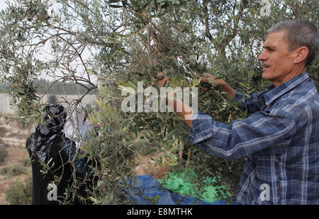 Hebron, West Bank, Territorio palestinese. Undicesimo oct, 2014. Di palestinese al-Sweity famiglia di raccolto ulivi vicino a dove Israele ha costruito la propria controversa barriera di separazione nel villaggio di Deir Samet vicino a Hebron in Cisgiordania occupata del 11 ottobre 2014. La famiglia Sweity è solo in grado di raccogliere da parte dei loro oliveto come accesso al resto viene tagliato dalla barriera di cemento che divide la sua famiglia della terra. Israele afferma che la proiezione di 723 chilometri (454 miglia) di acciaio e le pareti in calcestruzzo, recinzioni e filo spinato è necessaria per la sicurezza, mentre i palestinesi è vista come una terra grab che Foto Stock