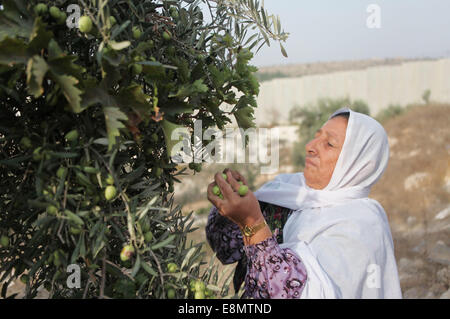 Hebron, West Bank, Territorio palestinese. Undicesimo oct, 2014. Di palestinese al-Sweity famiglia di raccolto ulivi vicino a dove Israele ha costruito la propria controversa barriera di separazione nel villaggio di Deir Samet vicino a Hebron in Cisgiordania occupata del 11 ottobre 2014. La famiglia Sweity è solo in grado di raccogliere da parte dei loro oliveto come accesso al resto viene tagliato dalla barriera di cemento che divide la sua famiglia della terra. Israele afferma che la proiezione di 723 chilometri (454 miglia) di acciaio e le pareti in calcestruzzo, recinzioni e filo spinato è necessaria per la sicurezza, mentre i palestinesi è vista come una terra grab che Foto Stock
