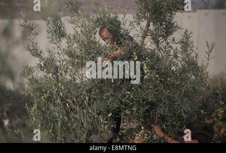 Hebron, West Bank, Territorio palestinese. Undicesimo oct, 2014. Di palestinese al-Sweity famiglia di raccolto ulivi vicino a dove Israele ha costruito la propria controversa barriera di separazione nel villaggio di Deir Samet vicino a Hebron in Cisgiordania occupata del 11 ottobre 2014. La famiglia Sweity è solo in grado di raccogliere da parte dei loro oliveto come accesso al resto viene tagliato dalla barriera di cemento che divide la sua famiglia della terra. Israele afferma che la proiezione di 723 chilometri (454 miglia) di acciaio e le pareti in calcestruzzo, recinzioni e filo spinato è necessaria per la sicurezza, mentre i palestinesi è vista come una terra grab che Foto Stock