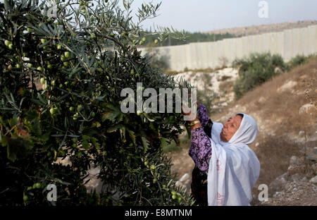 Hebron, West Bank, Territorio palestinese. Undicesimo oct, 2014. Di palestinese al-Sweity famiglia di raccolto ulivi vicino a dove Israele ha costruito la propria controversa barriera di separazione nel villaggio di Deir Samet vicino a Hebron in Cisgiordania occupata del 11 ottobre 2014. La famiglia Sweity è solo in grado di raccogliere da parte dei loro oliveto come accesso al resto viene tagliato dalla barriera di cemento che divide la sua famiglia della terra. Israele afferma che la proiezione di 723 chilometri (454 miglia) di acciaio e le pareti in calcestruzzo, recinzioni e filo spinato è necessaria per la sicurezza, mentre i palestinesi è vista come una terra grab che Foto Stock