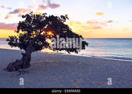 Struttura Dividivi su Aruba isola dei Caraibi al tramonto Foto Stock