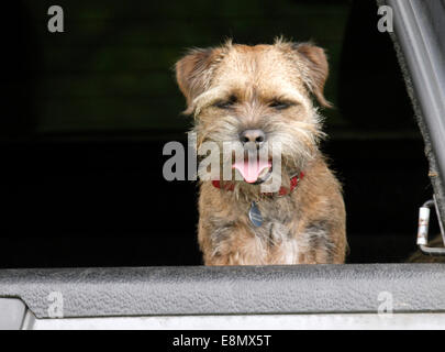 Border terrier, REGNO UNITO Foto Stock