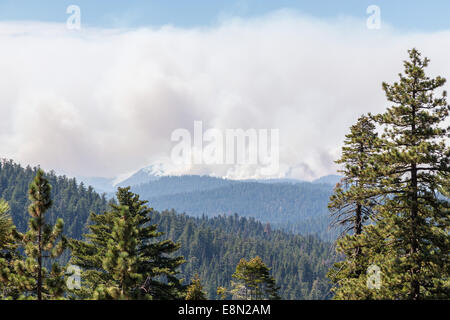 Bushfire nella foresta con fumo e cenere (Parco Nazionale di Yosemite, Agosto 2013) Foto Stock
