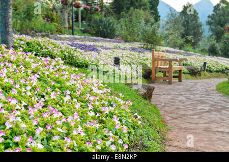 Comodi posti a sedere nel giardino di fiori di braccio oscillante ( Torenia Fournieri Lindl ) Foto Stock