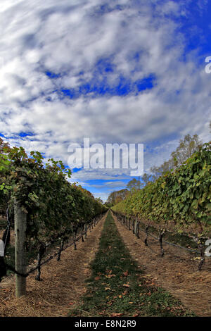 Armonia testa di Vigna del porto di Long Island, New York Foto Stock