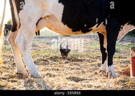 Il pollo sul tradizionale intervallo libero azienda agricola di pollame Foto Stock