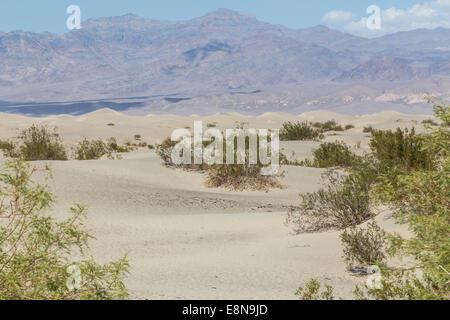 Mesquite Flat dune di sabbia nella Valle della Morte, Deserto Mojave in California, Stati Uniti d'America Foto Stock