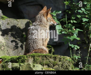 Golden o jackal comune (Canis aureus) Foto Stock