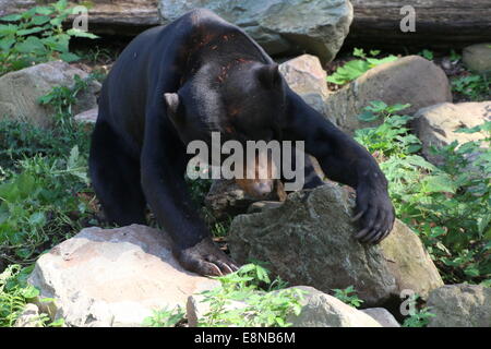 Sud-est asiatico Sun orso o Honey Bear (Helarctos malayanus) spostare una roccia mentre cercano per un gustoso snack Foto Stock